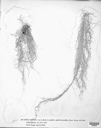Usnea barbata image